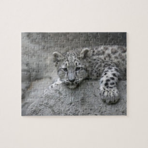 4 månader gammal snöleopardunge lutad över en sten pussel