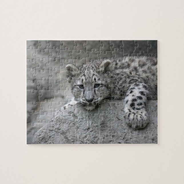 4 månader gammal snöleopardunge lutad över en sten pussel (Horisontell)