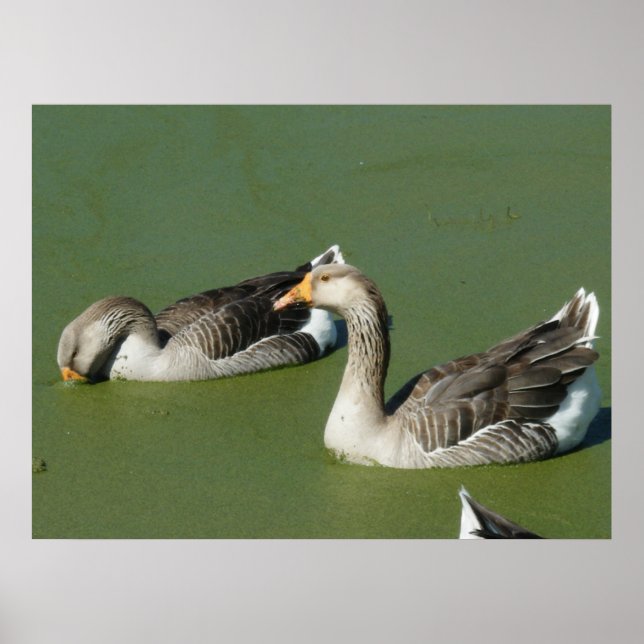 4 mars (51) Canvas Poster (Framsidan)