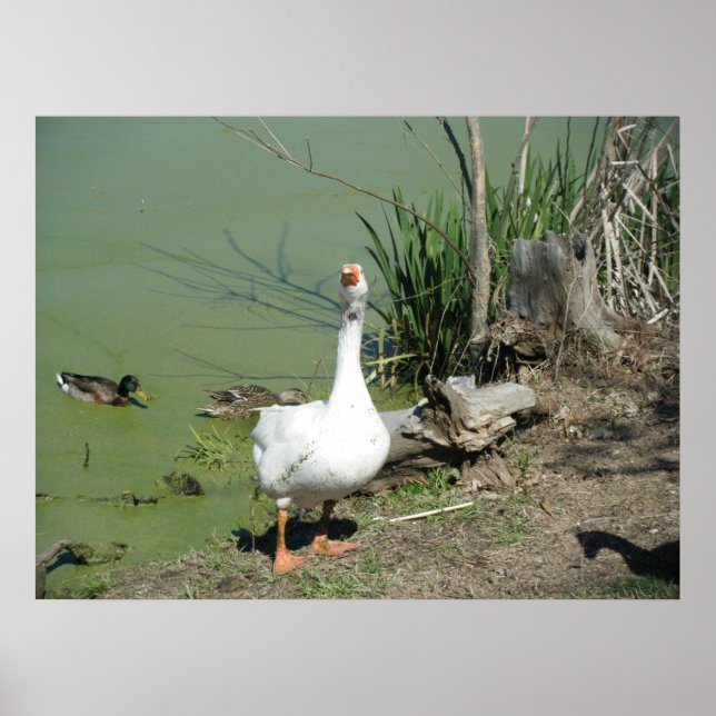 4 mars (62) Canvas Poster (Framsidan)