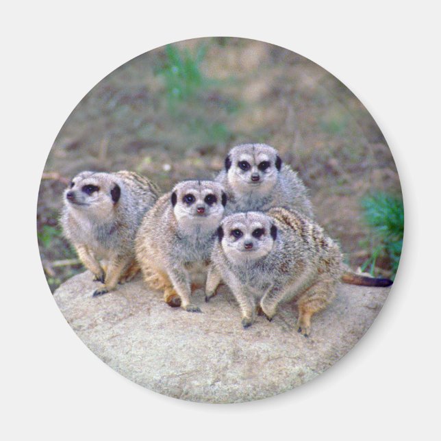 4 Meerkats Peering Magnet (Framsidan)