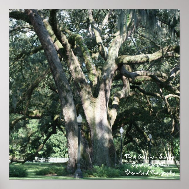 4 säsonger/sommar-Poster Poster (Framsidan)