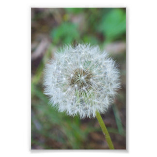 4 tum x 6 tum vacker dandelion fototryck
