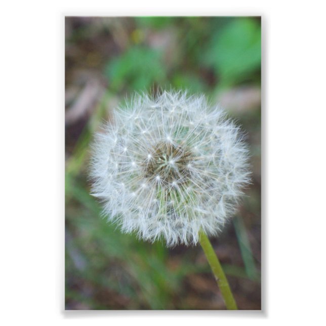4 tum x 6 tum vacker dandelion fototryck (Framsidan)