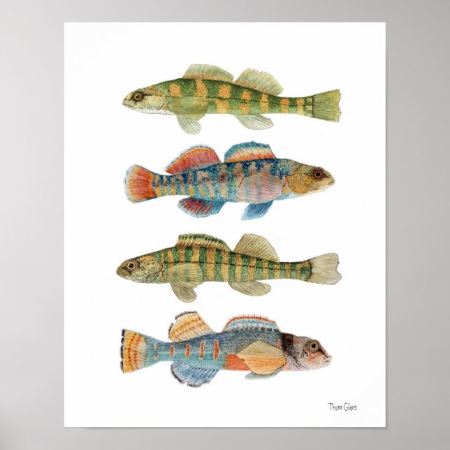 4 Vanliga Darterarter Poster (Framsidan)