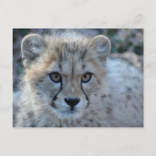 4 x 6-cheetah vykort