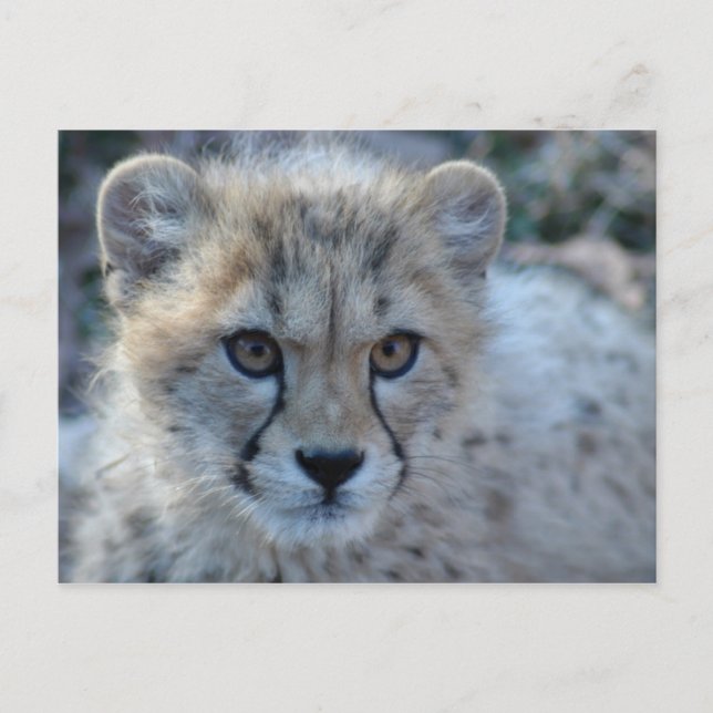 4 x 6-cheetah vykort (Framsida)