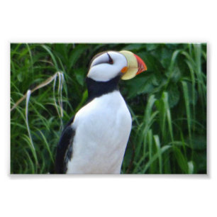 4 x 6 fotopuffin fototryck