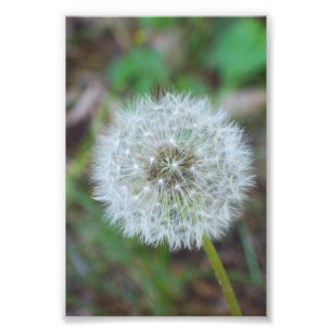 4" x 6" härlig maskros fototryck