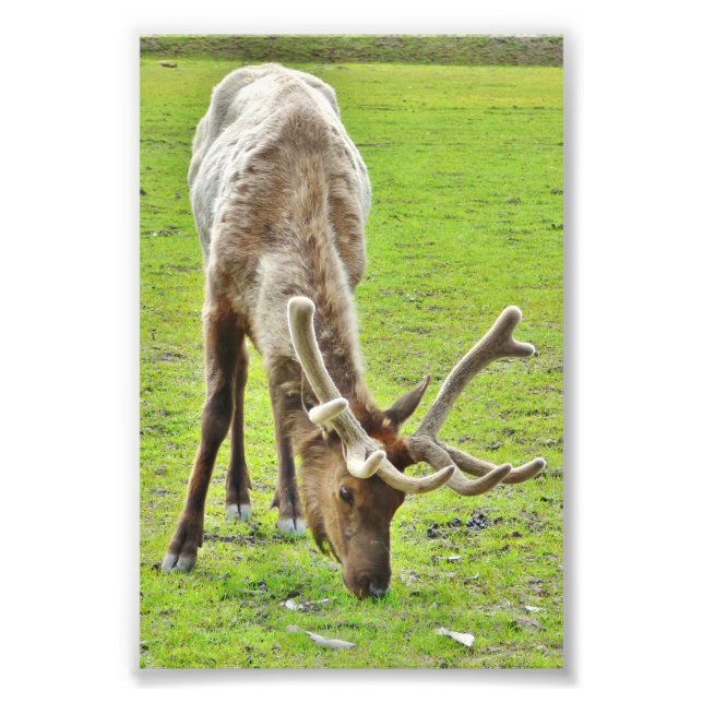 4 x 6 - Papper foto (saton) av älk (Framsidan)