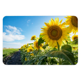 4 x 6-plattmagnet magnet