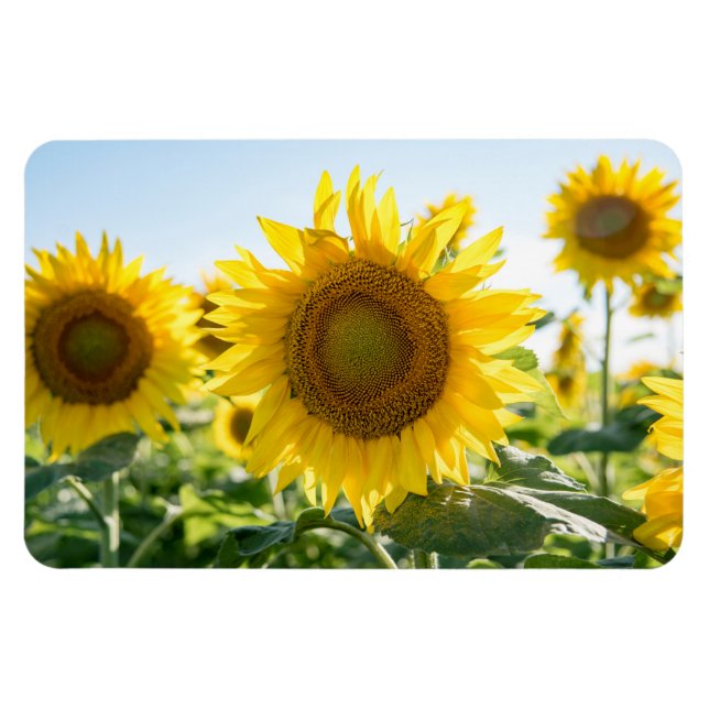 4 x 6-plattmagnet magnet (Horisontell)