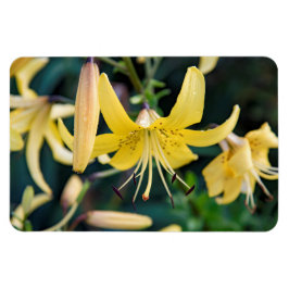 4 x 6-plattmagnet magnet