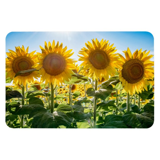 4 x 6-plattmagnet magnet (Horisontell)