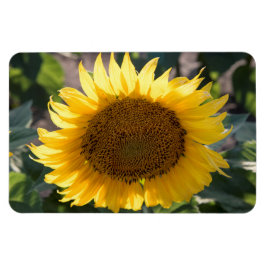 4 x 6-plattmagnet magnet