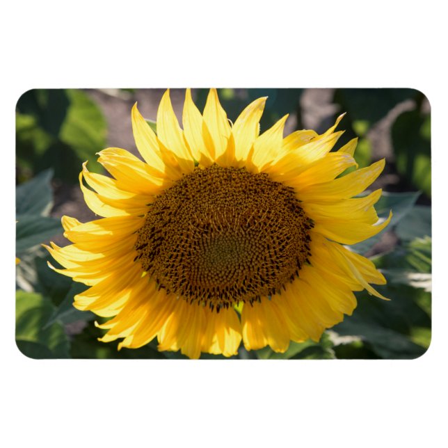 4 x 6-plattmagnet magnet (Horisontell)