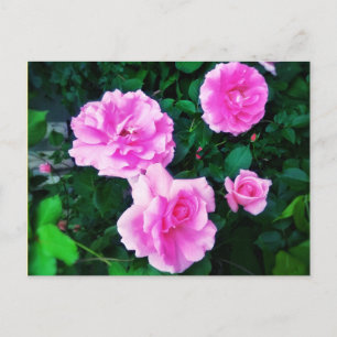4RO POSTCARD VYKORT