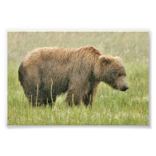 4x6 foto av grizzanbjörn