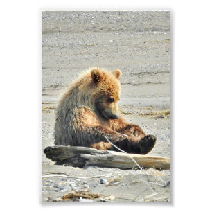 4x6 Foto Papprare (satan) av grizzlybjörn unge