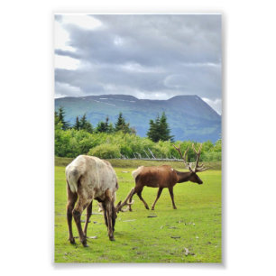 4x6 Foto Papprare (satäng) av elk