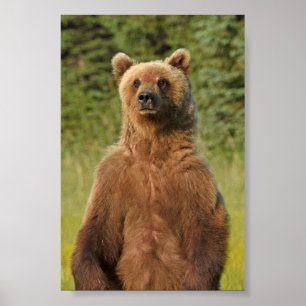 4x6 Poster Papprare (projektionsyta) av grizzlybj