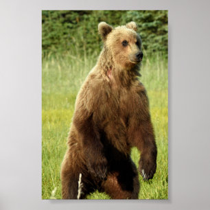 4x6 Poster Papprare (projektionsyta) av grizzlybj