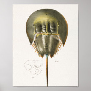 50 51 Atlantisk hästkrabba (Polyphemus occiden) Poster