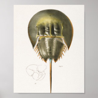 50 51 Atlantkrabba (Polyphemus occiden) Poster