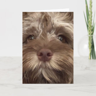 *50:e BIRTHDAY HUMOR FRÅN COCKAPOO" Kort