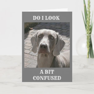 "50" HUR KAN DET SÄGAS WEIMARANER-KORT KORT