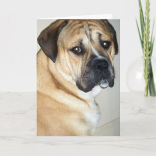 50 MEN FORTFARANDE DEN ÖVERSTA HUND KORT