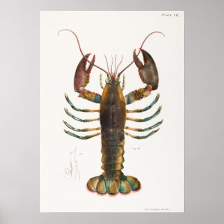 52 53 Amerikansk hummer (Homarus americanus) från Poster