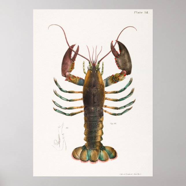 52 53 Amerikansk hummer (Homarus americanus) från Poster (Framsidan)