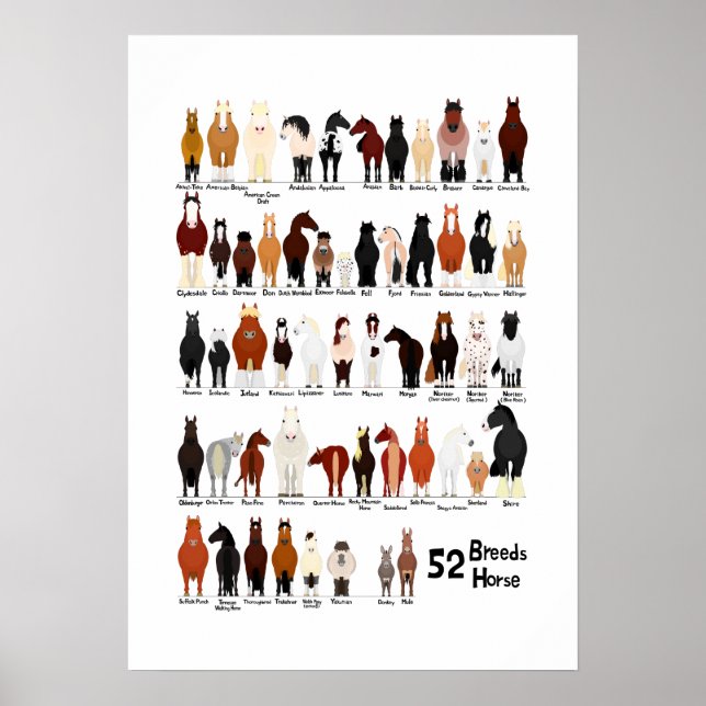 52 hästraser diagram poster (Framsidan)