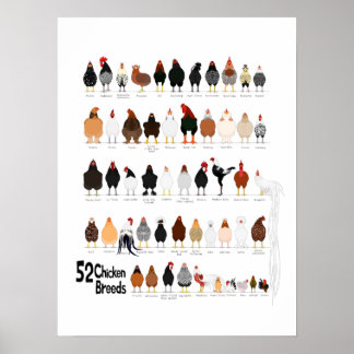 52 poster kycklingar