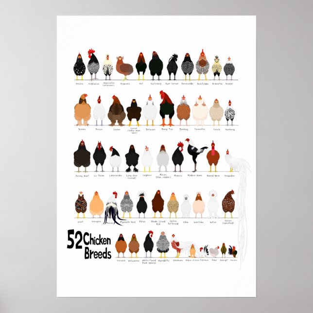 52 poster kycklingar (Framsidan)