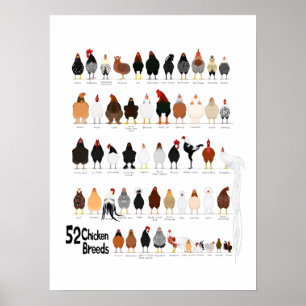 52 poster kycklingraser