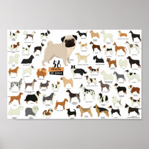 52 Raser av Poster Hundar