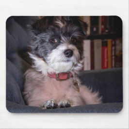 5328-Merry Anna Papijack-Hund Musmatta