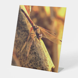 534424932Elegant Red Darter Dragonfly Insekt Art