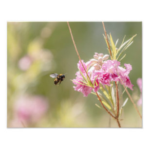 5370-Bees flygande mot blomma Fototryck