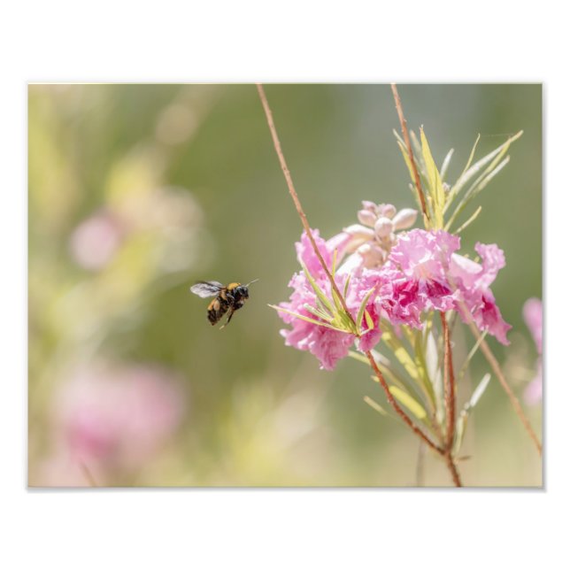 5370-Bees flygande mot blomma Fototryck (Framsidan)