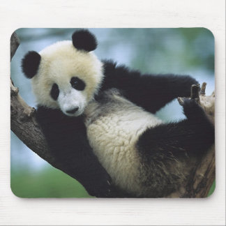 557711600wb1fp3 musmatta