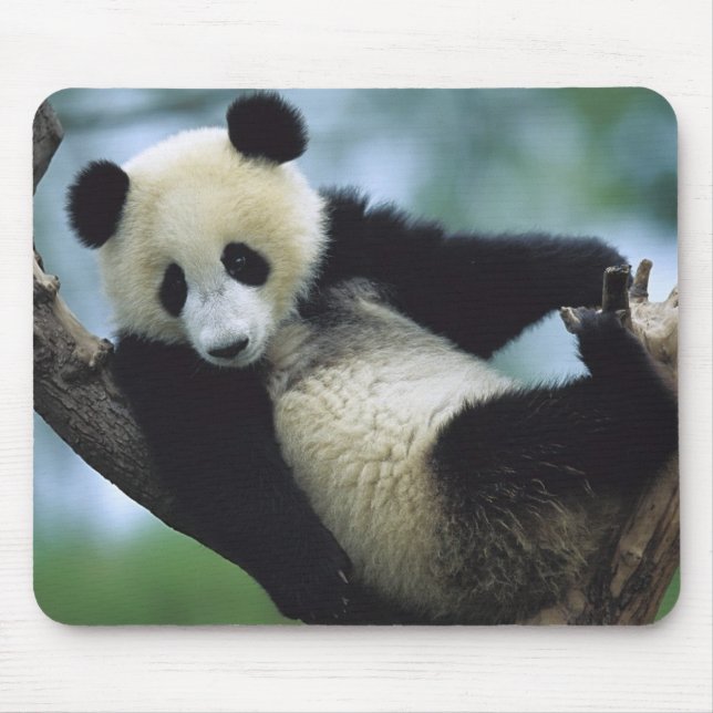 557711600wb1fp3 musmatta (Framsidan)