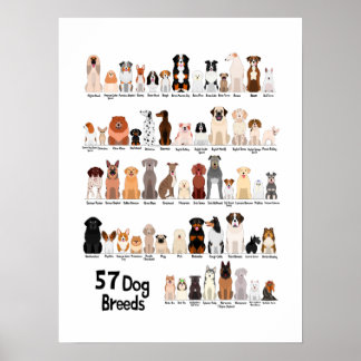 57 hundraser poster