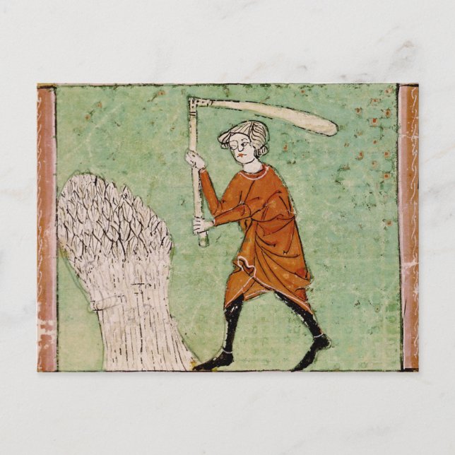 59 augusti: Sköldvete Vykort (Framsida)