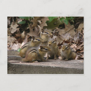 5 Baby Chipmunks Vykort