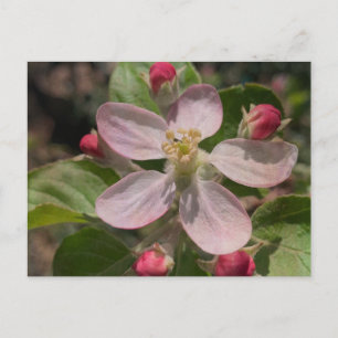5 stjärnor Apple Blommar Photo Vykort