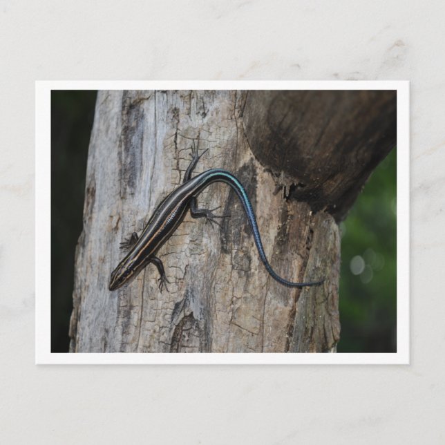 5 strimlad skink vykort (Framsida)