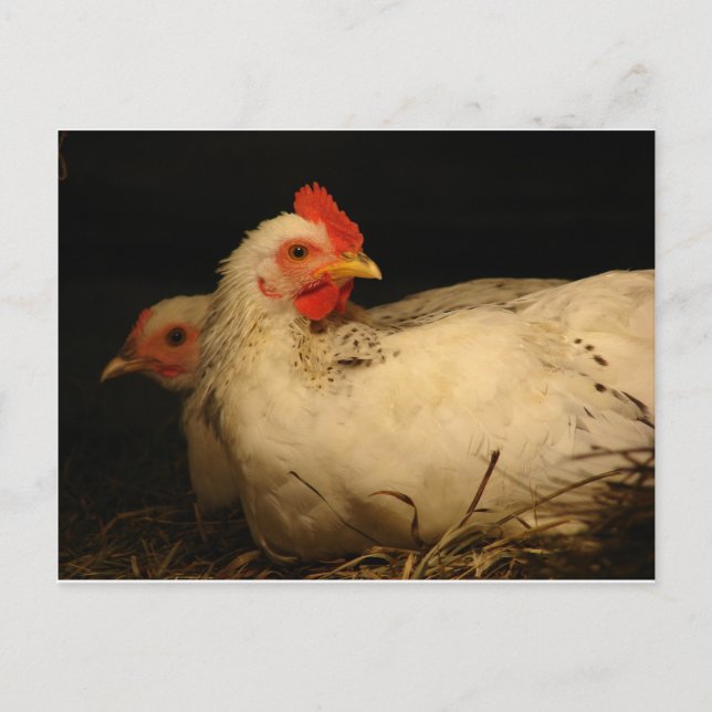 5 ton och Survivor Vykort (Framsida)